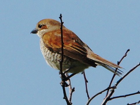 2015_05_18__Neuntoeter __w__NNE_-_Aspisheim_(Foto_Boy).jpg